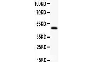 Anti-AP2 alpha Picoband antibody,  All lanes: Anti AP2A  at 0.