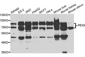 Western blot analysis of extracts of various cell lines, using PEX5 antibody (ABIN5973402) at 1/1000 dilution. (PEX5 Antikörper)