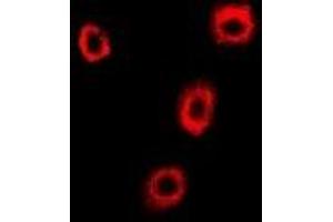 Immunofluorescent analysis of p102 staining in U2OS cells.