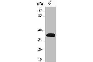 Western Blot analysis of 293 cells using Islet-2 Polyclonal Antibody (ISL2 Antikörper  (Internal Region))