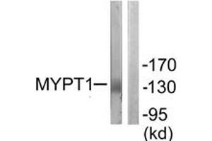 Western blot analysis of extracts from NIH-3T3 cells, using MYPT1 (Ab-853) Antibody. (PPP1R12A Antikörper  (AA 621-670))