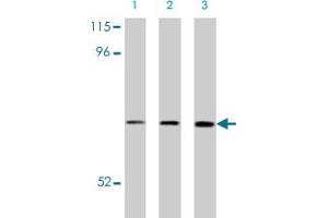 Western blot analysis of CRMP1 in NIH/3T3 cell lysate with CRMP1 polyclonal antibody at (A) 0.