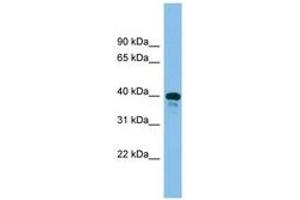 Image no. 1 for anti-TSC22 Domain Family, Member 4 (TSC22D4) (AA 241-290) antibody (ABIN6744602) (TSC22D4 Antikörper  (AA 241-290))