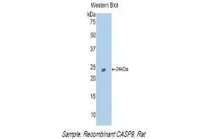 Western Blotting (WB) image for anti-Caspase 9, Apoptosis-Related Cysteine Peptidase (CASP9) (AA 1-200) antibody (ABIN3208220) (Caspase 9 Antikörper  (AA 1-200))