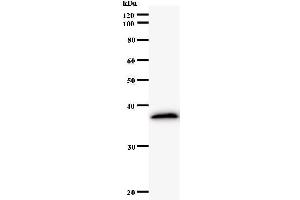 Western Blotting (WB) image for anti-E2F5 (E2F5) antibody (ABIN931153) (E2F5 Antikörper)