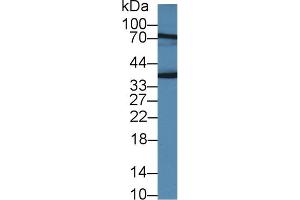 Detection of JAM2 in Rat Placenta lysate using Polyclonal Antibody to Junctional Adhesion Molecule 2 (JAM2) (JAM2 Antikörper  (AA 74-250))