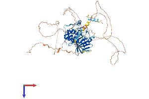 NUAK1 Protein (AA 1-658) (His tag)