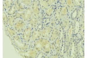 ABIN6277756 at 1/100 staining Mouse kidney tissue by IHC-P.