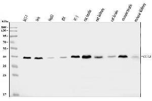 Western blot analysis of TSTA3/GFUS using anti-TSTA3/GFUS antibody (ABIN7825400). (GFUS (AA 44-321) Antikörper)