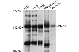 Western blot analysis of extracts of various cell lines, using SMC5 antibody (ABIN5971282) at 1:3000 dilution. (SMC5 Antikörper)