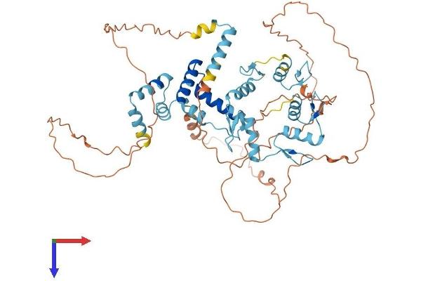 ZNF18 Protein (AA 1-549) (His tag)