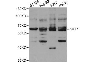 Western blot analysis of extracts of various cell lines, using KAT7 antibody (ABIN5973437) at 1/1000 dilution. (MYST2 Antikörper)