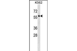 SEPT8 Antibody (C-term) (ABIN1537290 and ABIN2848521) western blot analysis in K562 cell line lysates (35 μg/lane).