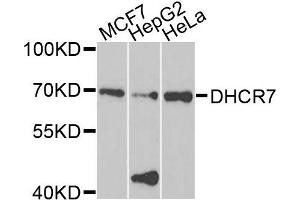 Western blot analysis of extracts of various cells, using DHCR7 antibody. (DHCR7 Antikörper)