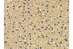 Cathepsin D Mouse Monoclonal Antibody at 1/100 staining mouse liver tissue by IHC-P. (Cathepsin D Antikörper  (C-Term))