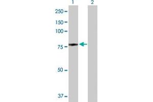 Western Blot analysis of NCL expression in transfected 293T cell line by NCL MaxPab polyclonal antibody. (Nucleolin Antikörper  (AA 1-710))