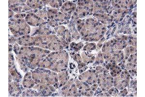 Image no. 1 for anti-Acyl-CoA Thioesterase 12 (ACOT12) antibody (ABIN1496414) (ACOT12 Antikörper)