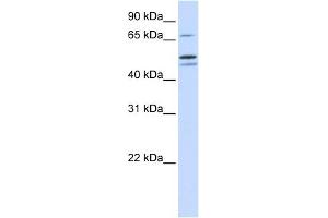 EARS2 antibody used at 1 ug/ml to detect target protein. (EARS2 Antikörper)