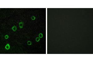 Peptide - +Immunofluorescence analysis of LOVO cells, using ADORA2A antibody. (Adenosine A2a Receptor Antikörper  (Internal Region))