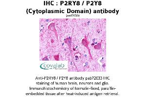 Image no. 1 for anti-Purinergic Receptor P2Y, G-Protein Coupled, 8 (P2RY8) (1st Cytoplasmic Domain) antibody (ABIN1737769)