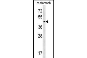 CHST14 Antibody (Center) (ABIN657872 and ABIN2846828) western blot analysis in mouse stomach tissue lysates (15 μg/lane). (CHST14 Antikörper  (AA 178-205))