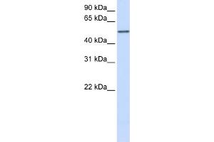 WB Suggested Anti-CYP3A43 Antibody Titration:  0. (CYP3A4 Antikörper  (Middle Region))