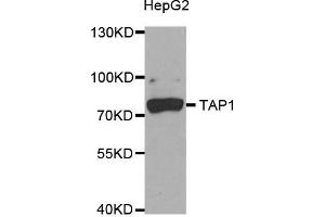 Western Blotting (WB) image for anti-Transporter 1, ATP-Binding Cassette, Sub-Family B (MDR/TAP) (TAP1) antibody (ABIN1882340)