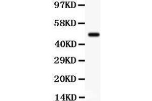 Anti- SGK1 Picoband antibody, Western blotting All lanes: Anti SGK1  at 0. (SGK1 Antikörper  (N-Term))
