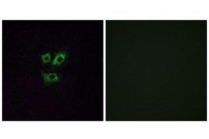 Immunofluorescence (IF) image for anti-Olfactory Receptor, Family 2, Subfamily Y, Member 1 (OR2Y1) (Internal Region) antibody (ABIN1853226) (OR2Y1 Antikörper  (Internal Region))