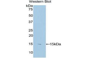 Western Blotting (WB) image for anti-S100 Calcium Binding Protein B (S100B) (AA 1-92) antibody (ABIN1173174)
