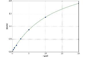 Calponin 1 (CNN1) ELISA Kit