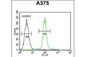 ACF Antibody (C-term) (ABIN654627 and ABIN2844324) flow cytometric analysis of  cells (right histogram) compared to a negative control cell (left histogram).