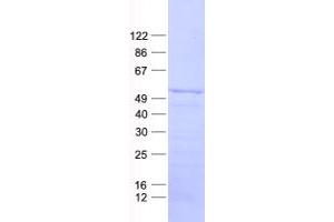 Validation with Western Blot (Double-stranded RNA-binding protein Staufen homolog 2 (STAU2) protein (His tag))