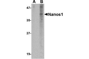 Western Blotting (WB) image for anti-Nanos Homolog 1 (NANOS1) (N-Term) antibody (ABIN1031474) (Nanos Homolog 1 Antikörper  (N-Term))
