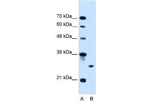 RNF39 antibody used at 2. (RNF39 Antikörper  (C-Term))