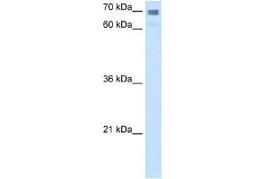Calmegin antibody used at 2. (Calmegin Antikörper  (N-Term))
