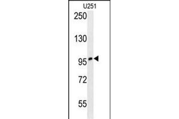 ZNF197 Antikörper  (N-Term)