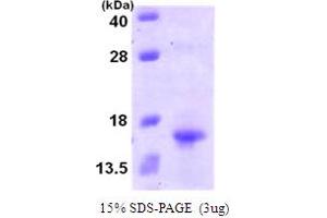 SDS-PAGE (SDS) image for Chemokine (C Motif) Ligand 1 (XCL1) (AA 22-114) protein (His tag) (ABIN667105) (XCL1 Protein (AA 22-114) (His tag))