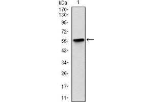 Western Blotting (WB) image for anti-BPI Fold Containing Family B, Member 1 (BPIFB1) antibody (ABIN1845781) (BPIFB1 Antikörper)