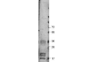 Image no. 1 for anti-Vascular Endothelial Growth Factor A (VEGFA) antibody (ABIN1104977) (VEGFA Antikörper)