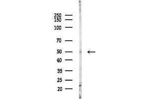 Western blot analysis of lysates from F10-LUC cells(starvation,24h treatment), using Cyclin E1 Antibody at 1/1000 dilution.