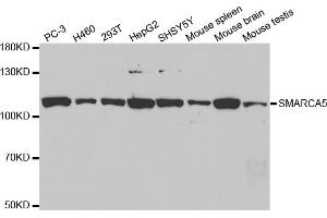 Western blot analysis of extracts of various cell lines, using SMARCA5 antibody (ABIN5971042) at 1/1000 dilution. (SMARCA5 Antikörper)