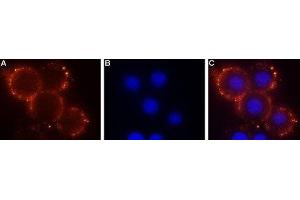 Expression of Sphingosine 1-phosphate receptor 1 in mouse 3T3 cells - Cell surface detection of Sphingosine 1-phosphate receptor 1 in mouse live 3T3 cells. (S1PR1 Antikörper  (Extracellular, N-Term))