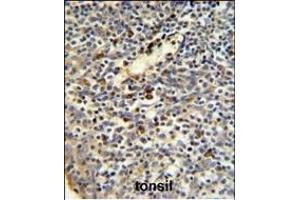FKBP11 Antibody (N-term) (ABIN390761 and ABIN2841018) IHC analysis in formalin fixed and paraffin embedded human tonsil tissue followed by peroxidase conjugation of the secondary antibody and DAB staining.
