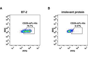cell line transfected with irrelevant protein  (B) and human B7-2  (A) were surface stained with Human CD28, mFc-His tagged protein (ABIN6961087, ABIN7042203 and ABIN7042204) 1 μg/mL followed by Alexa 488-conjugated anti-mouse IgG secondary antibody. (CD28 Protein (CD28) (AA 19-152) (mFc-His Tag))