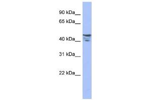 WB Suggested Anti-PRMT2 Antibody Titration:  0. (PRMT2 Antikörper  (Middle Region))