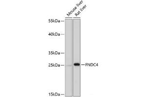 Western Blotting (WB) image for anti-Fibronectin Type III Domain Containing 4 (FNDC4) antibody (ABIN7258220)