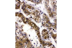 IHC analysis of ADH5 using anti-ADH5 antibody (ABIN4886429). (ADH5 Antikörper  (AA 212-374))