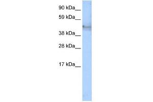 WB Suggested Anti-KRT14 Antibody Titration:  1. (KRT14 Antikörper  (C-Term))