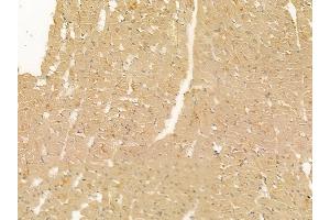 HHLA2 Mouse Monoclonal Antibody at 1/100 staining rat heart tissue by IHC-P.